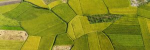 Remote Sensing in Agriculture